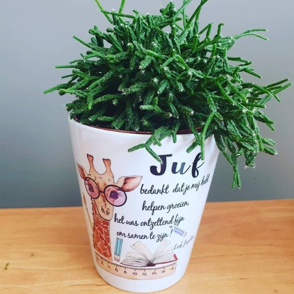 Subli Bloempot 9 - conisch 9 cm. / hoogte 10 cm.